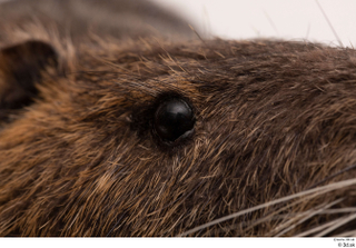 Nutria eye 0002.jpg